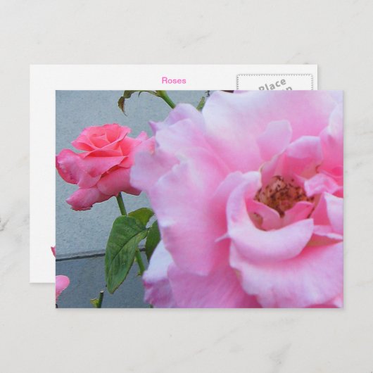 2 ROZEN BRIEFKAART (Voorkant / Achterkant)