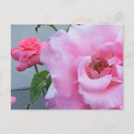 2 ROZEN BRIEFKAART