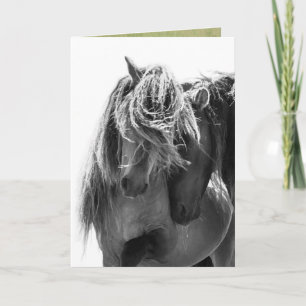 2 Sable Island Hengsten Wild Horse Wenskaart Kaart