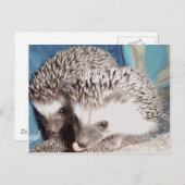 2 schattige egel briefkaart (Voorkant / Achterkant)