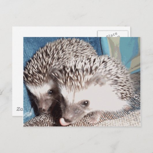 2 schattige egel briefkaart (Voorkant / Achterkant)