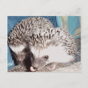2 schattige egel briefkaart