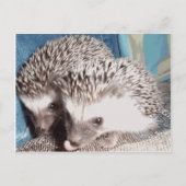 2 schattige egel briefkaart (Voorkant)