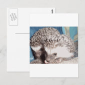2 schattige egel briefkaart (Voorkant / Achterkant)