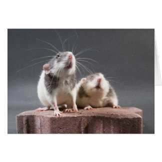 2 schattige ratten