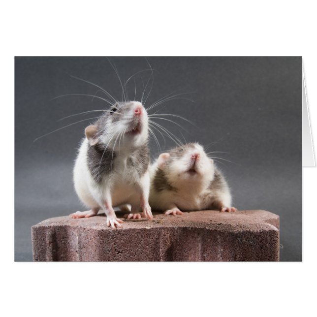 2 schattige ratten (Voorkant Horizontaal)