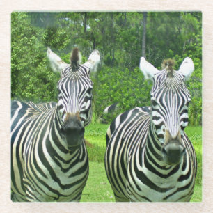 2 Schattige zebra's Glazen Onderzetter