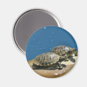 2 schildpadden op een rots magneet (Voorkant / Achterkant)