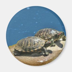 2 schildpadden op een rots magneet