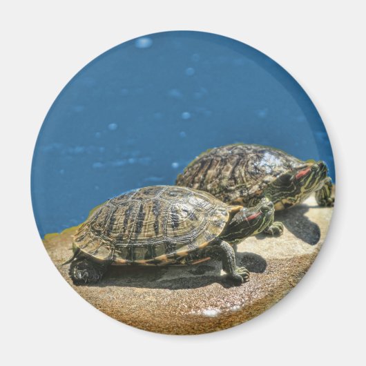 2 schildpadden op een rots magneet (Voorkant)
