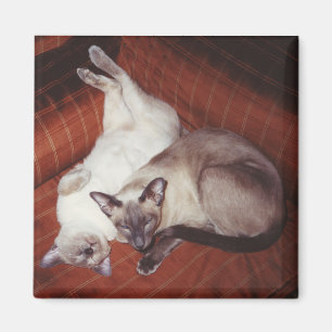 2 Siamese katten: Koppelpunt en zegelpunt Magneet
