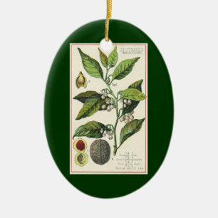 2  specerijen Planten, Nutmeg en Black Pepper Keramisch Ornament