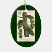 2  specerijen Planten, Nutmeg en Black Pepper Keramisch Ornament (Achterkant)