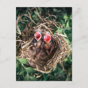 2 Spring Baby Birds in Nest, Wildlife Fotografie Briefkaart