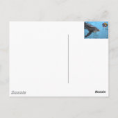 2 verschillende dolfijnen op dit briefkaart (Achterkant)