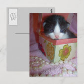 2 weken kitten briefkaart (Voorkant / Achterkant)
