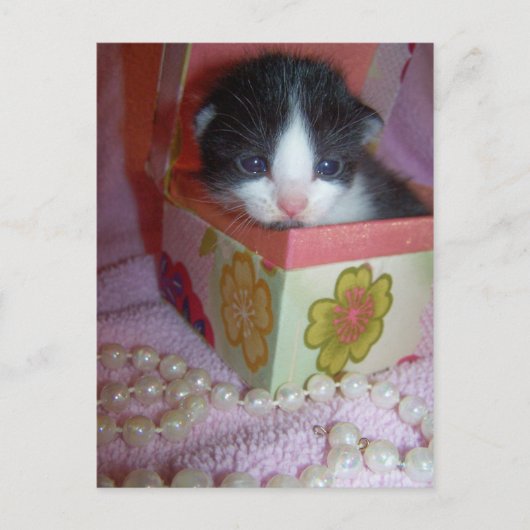 2 weken kitten briefkaart (Voorkant)