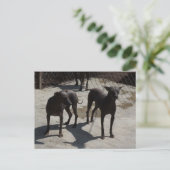 2 xolos briefkaart (Staand voorkant)