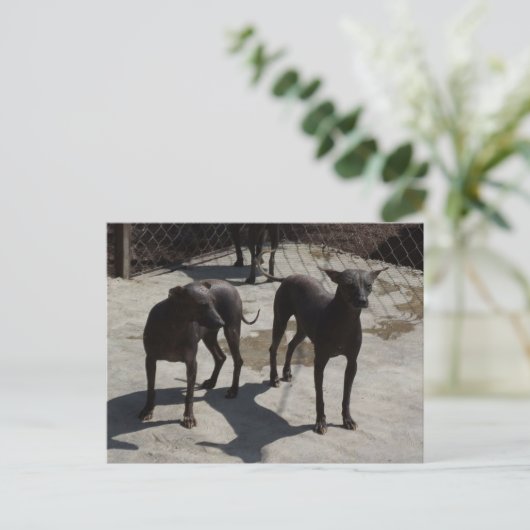 2 xolos briefkaart (Staand voorkant)