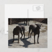 2 xolos briefkaart (Voorkant / Achterkant)