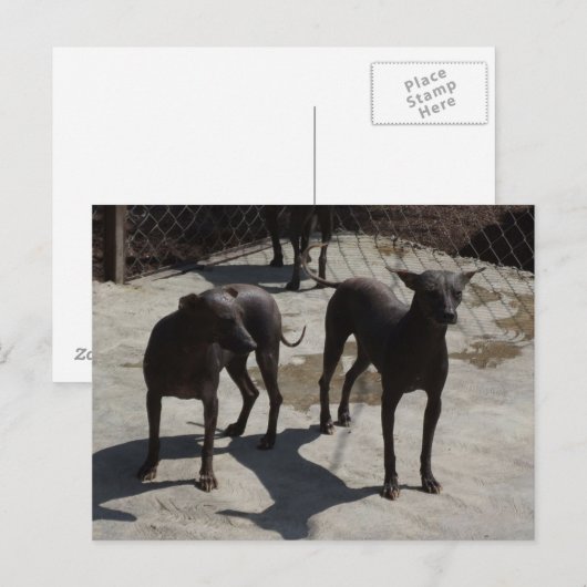 2 xolos briefkaart (Voorkant / Achterkant)