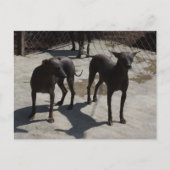 2 xolos briefkaart (Voorkant)