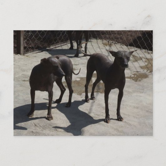 2 xolos briefkaart (Voorkant)