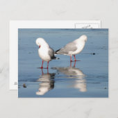 2 zeemlekken op een strand briefkaart (Voorkant / Achterkant)