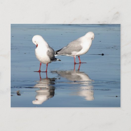2 zeemlekken op een strand briefkaart (Voorkant)