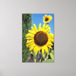 2 Zonnebloemen Canvas Afdruk