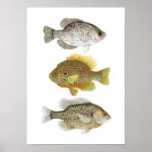 2 Zonnevis en een Crappie Art Poster (Voorkant)