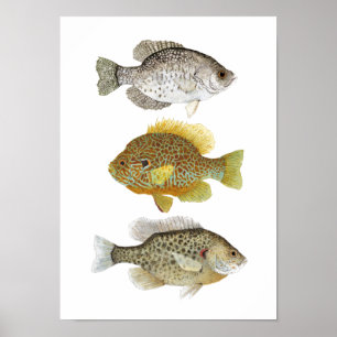 2 Zonnevis en een Crappie Art Poster