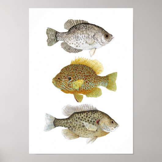 2 Zonnevis en een Crappie Art Poster (Voorkant)