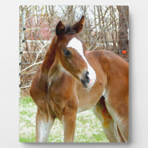 2CUTE HORSE FOAL BABY PONY FOTOPLAAT