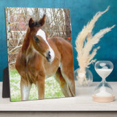 2CUTE HORSE FOAL BABY PONY FOTOPLAAT (Zijkant)