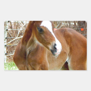2CUTE HORSE FOAL BABY PONY RECHTHOEKIGE STICKER