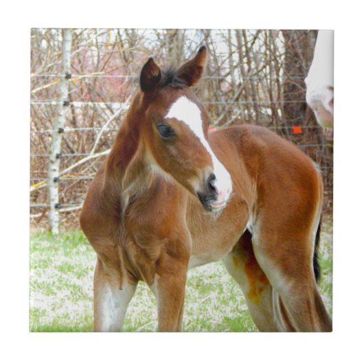 2CUTE HORSE FOAL BABY PONY TEGELTJE (Voorkant)