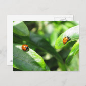 2ladybirdspostcard briefkaart (Voorkant / Achterkant)