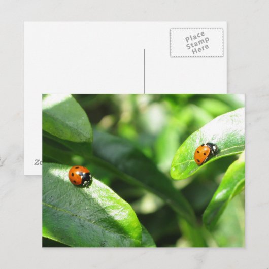 2ladybirdspostcard briefkaart (Voorkant / Achterkant)
