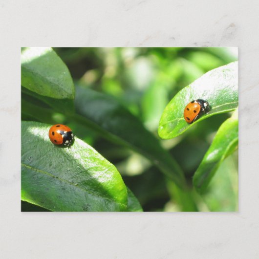 2ladybirdspostcard briefkaart (Voorkant)