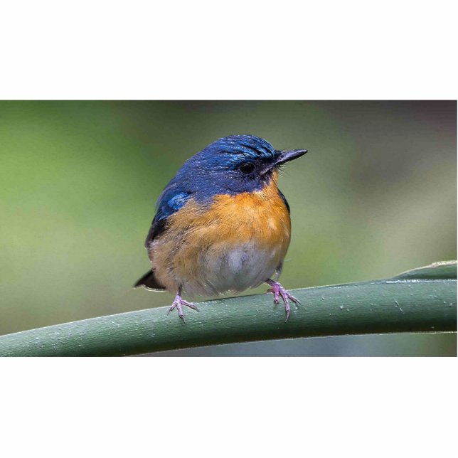 2x3 fotobeeldhouwmagneet fotobeeldje magneet (Voorkant)