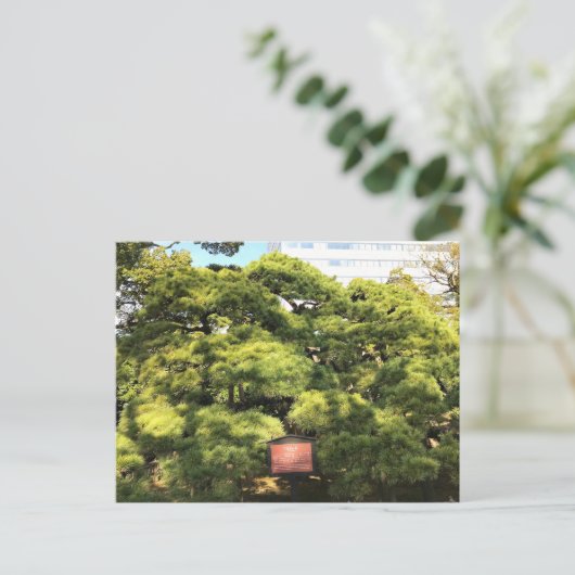 300 jaar oude dennenbomen briefkaart (Staand voorkant)