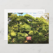 300 jaar oude dennenbomen briefkaart (Voorkant / Achterkant)