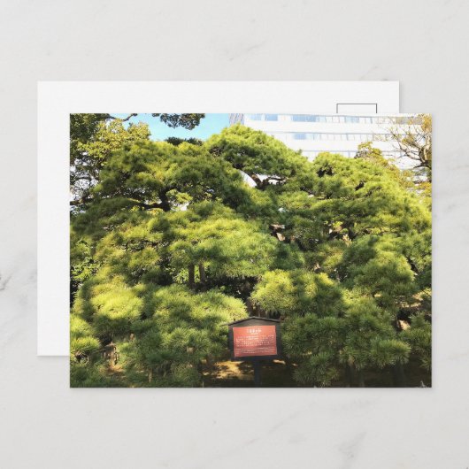 300 jaar oude dennenbomen briefkaart (Voorkant / Achterkant)