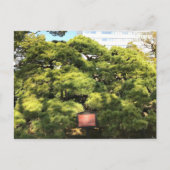 300 jaar oude dennenbomen briefkaart (Voorkant)