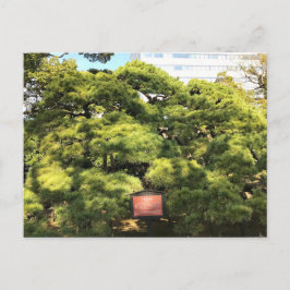 300 jaar oude dennenbomen briefkaart