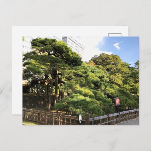 300 jaar oude dennenbomen briefkaart (Voorkant / Achterkant)