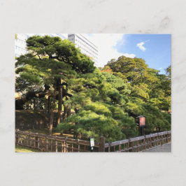 300 jaar oude dennenbomen briefkaart