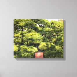 300 jaar oude dennenbomen canvas afdruk