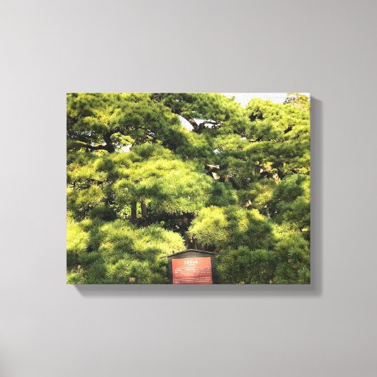 300 jaar oude dennenbomen canvas afdruk (Voorkant)